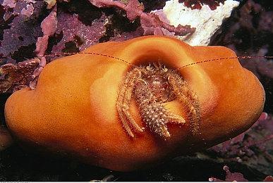 中世纪《骑士精神2》6月在Steam发售 还有大型DLC